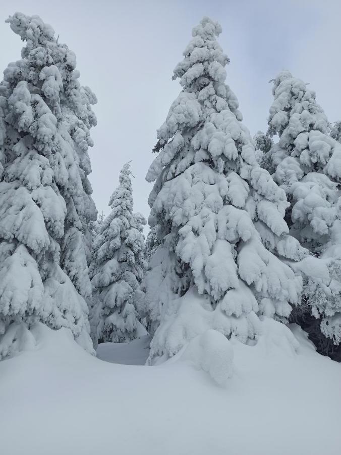 Walpurgis Hexe Daire Braunlage Dış mekan fotoğraf